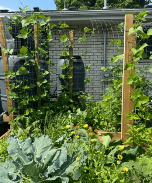 Photo of an edible landscape example in a backyard