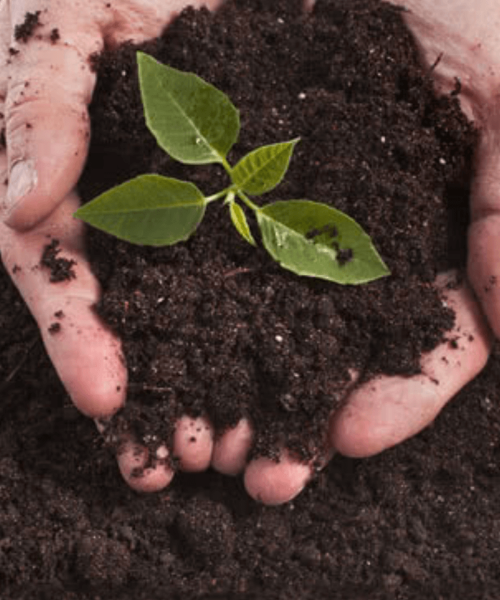 Picture of a hand with soil and a growing plant