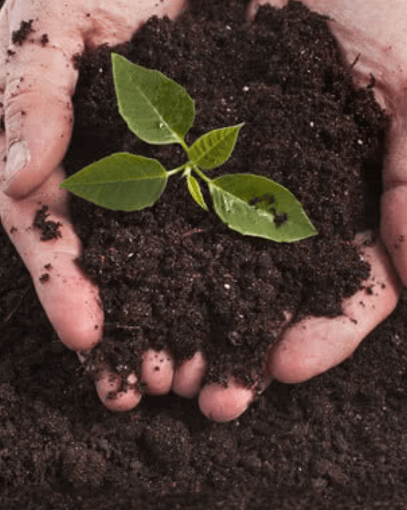 Picture of a hand with soil and a growing plant